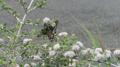 Battus philenor hirsuta