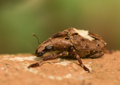 Euparius sellatus