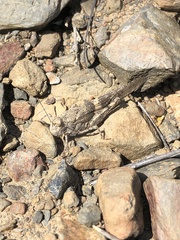 Trimerotropis pallidipennis
