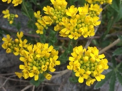 Draba aurea