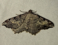 Macaria granitata