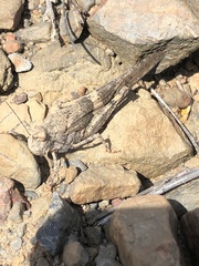 Trimerotropis pallidipennis