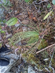 Xerophyllum asphodeloides