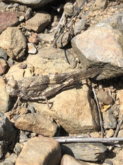 Trimerotropis pallidipennis