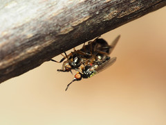 Prochyliza xanthostoma