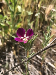 Clarkia purpurea