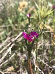 Clarkia purpurea