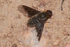 Hemipenthes seminiger