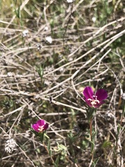 Clarkia purpurea