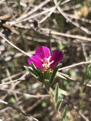 Clarkia purpurea
