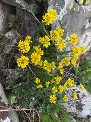 Draba aurea