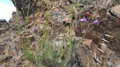Penstemon heterophyllus