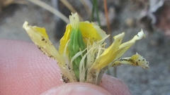 Platystemon californicus