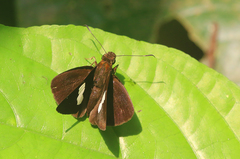 Notocrypta paralysos