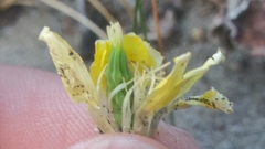 Platystemon californicus