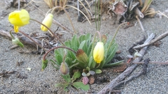 Platystemon californicus
