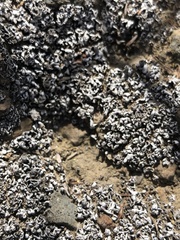 Cladonia