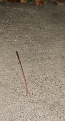 Lumbricus terrestris