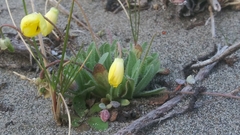 Platystemon californicus