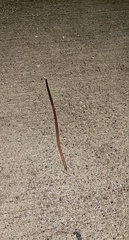 Lumbricus terrestris