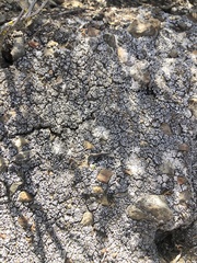 Cladonia