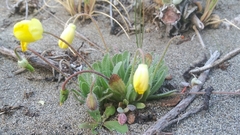 Platystemon californicus