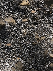 Cladonia