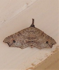 Philogethes metableta