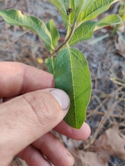 Asclepias tomentosa