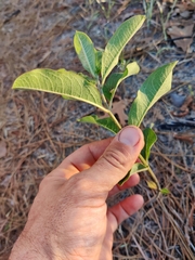 Asclepias tomentosa