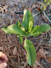 Asclepias tomentosa