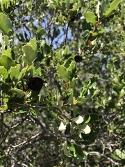 Quercus berberidifolia