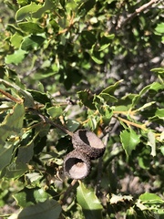 Quercus berberidifolia