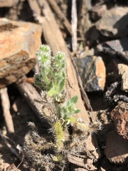 Cryptantha intermedia