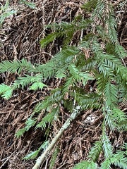 Sequoia sempervirens
