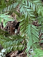 Sequoia sempervirens