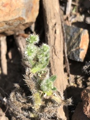 Cryptantha intermedia