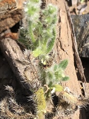 Cryptantha intermedia