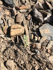 Cryptantha intermedia