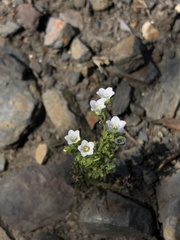 Eucrypta chrysanthemifolia