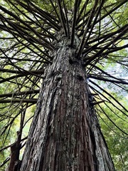Sequoia sempervirens