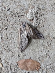 Abantiades atripalpis