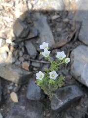 Eucrypta chrysanthemifolia