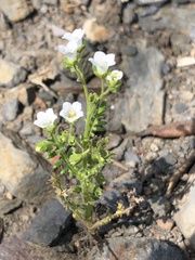 Eucrypta chrysanthemifolia