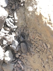 Araneae