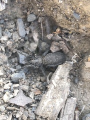 Araneae