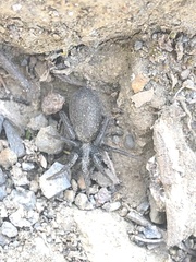 Araneae