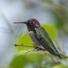 Calypte anna