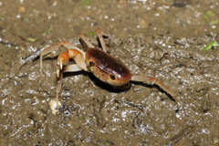 Geothelphusa bicolor