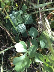 Rhus trilobata